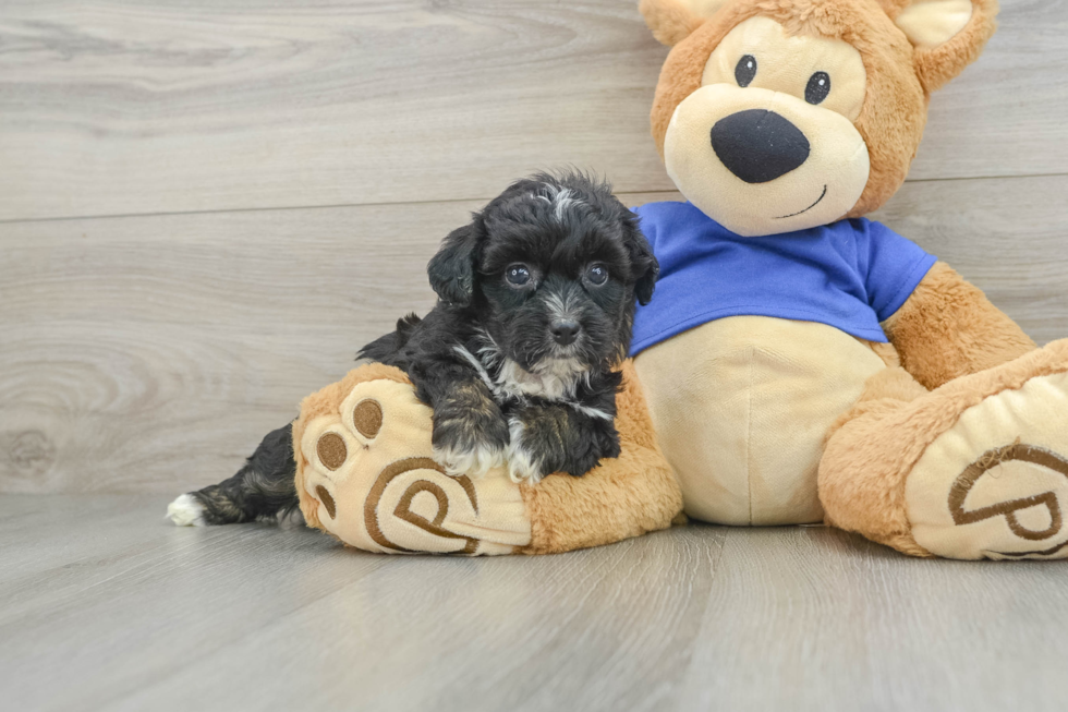 Adorable Mini Australian Shepherd X Poodle Mix Poodle Mix Puppy