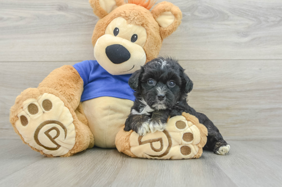 7 week old Mini Aussiedoodle Puppy For Sale - Premier Pups