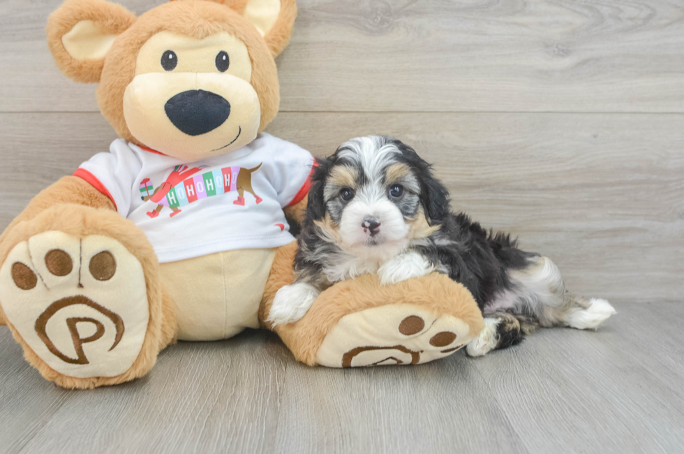 5 week old Mini Aussiedoodle Puppy For Sale - Premier Pups