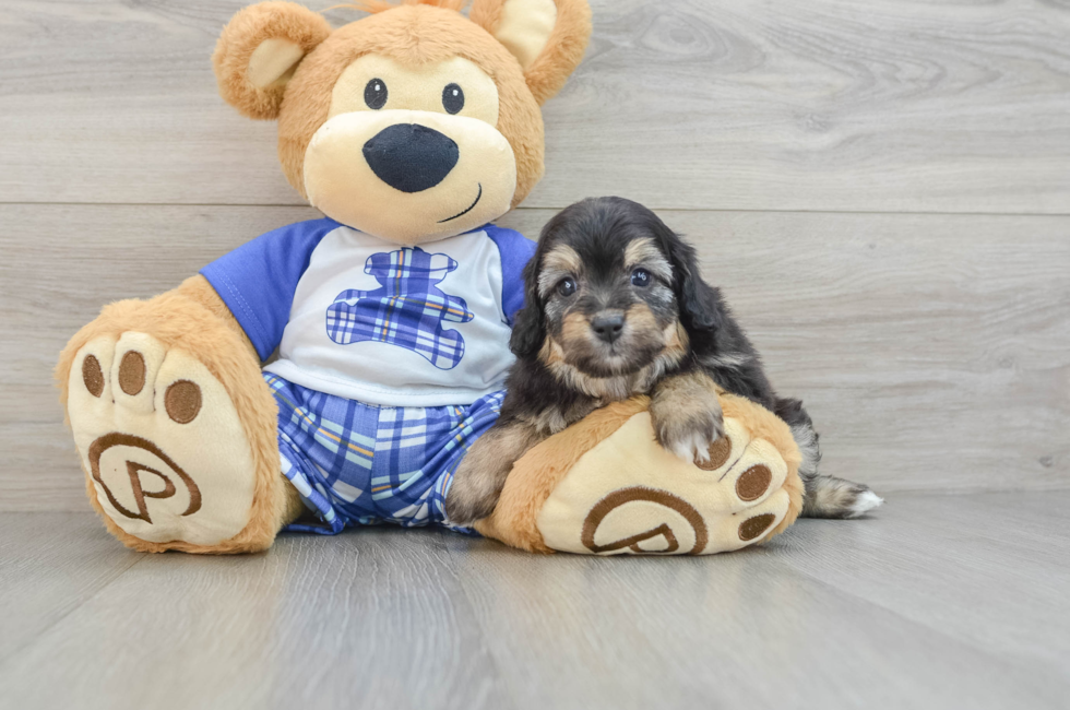 6 week old Mini Aussiedoodle Puppy For Sale - Premier Pups