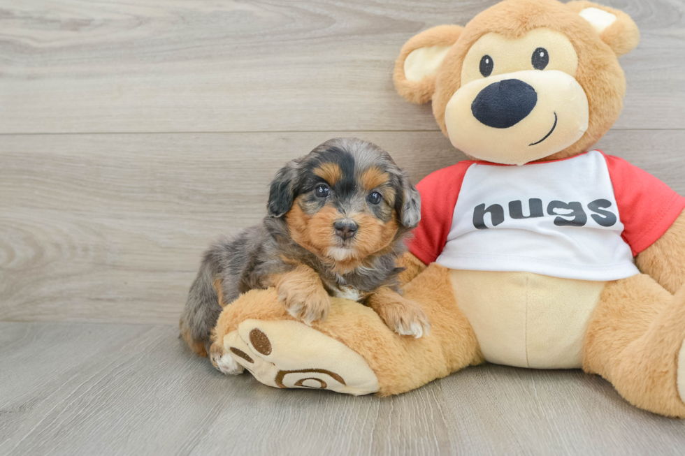 Funny Mini Aussiedoodle Poodle Mix Pup