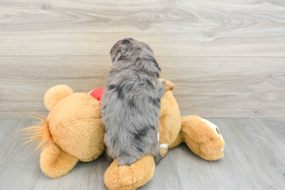 Mini Aussiedoodle Puppy for Adoption