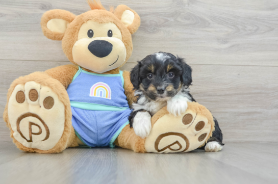 Petite Mini Aussiedoodle Poodle Mix Pup