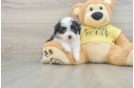 Mini Aussiedoodle Puppy for Adoption