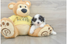 Mini Aussiedoodle Pup Being Cute