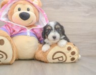 8 week old Mini Aussiedoodle Puppy For Sale - Premier Pups