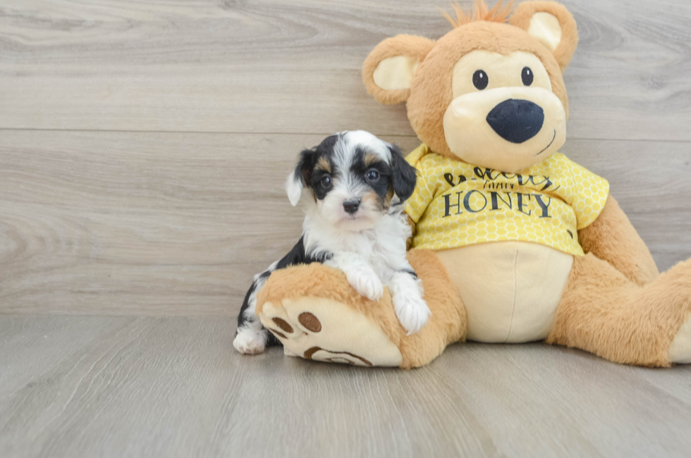 7 week old Mini Aussiedoodle Puppy For Sale - Premier Pups