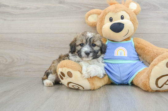 Mini Aussiedoodle Pup Being Cute