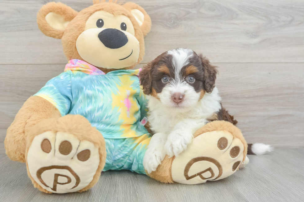 5 week old Mini Aussiedoodle Puppy For Sale - Premier Pups