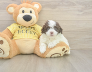 8 week old Mini Aussiedoodle Puppy For Sale - Premier Pups