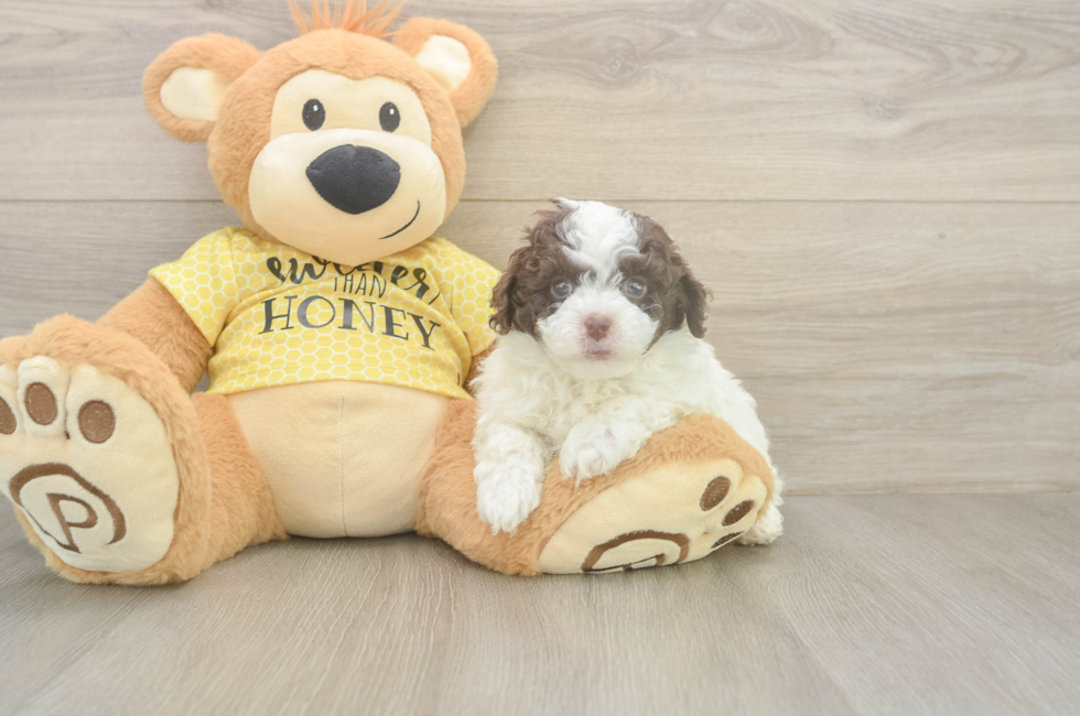5 week old Mini Aussiedoodle Puppy For Sale - Premier Pups
