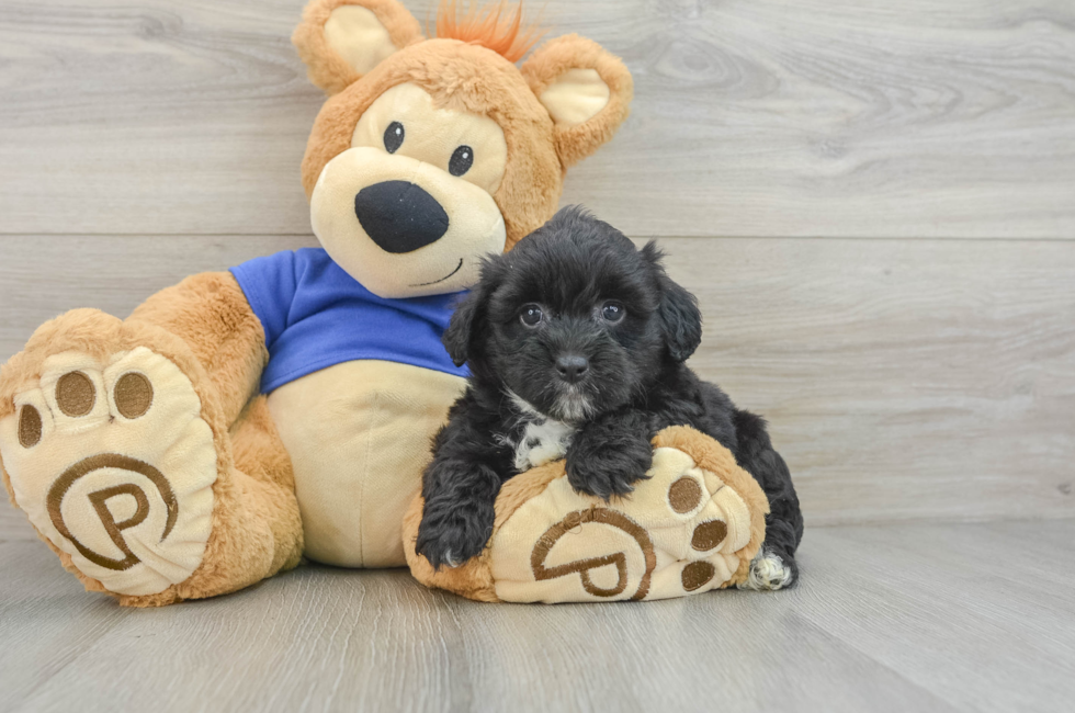 8 week old Mini Aussiedoodle Puppy For Sale - Premier Pups