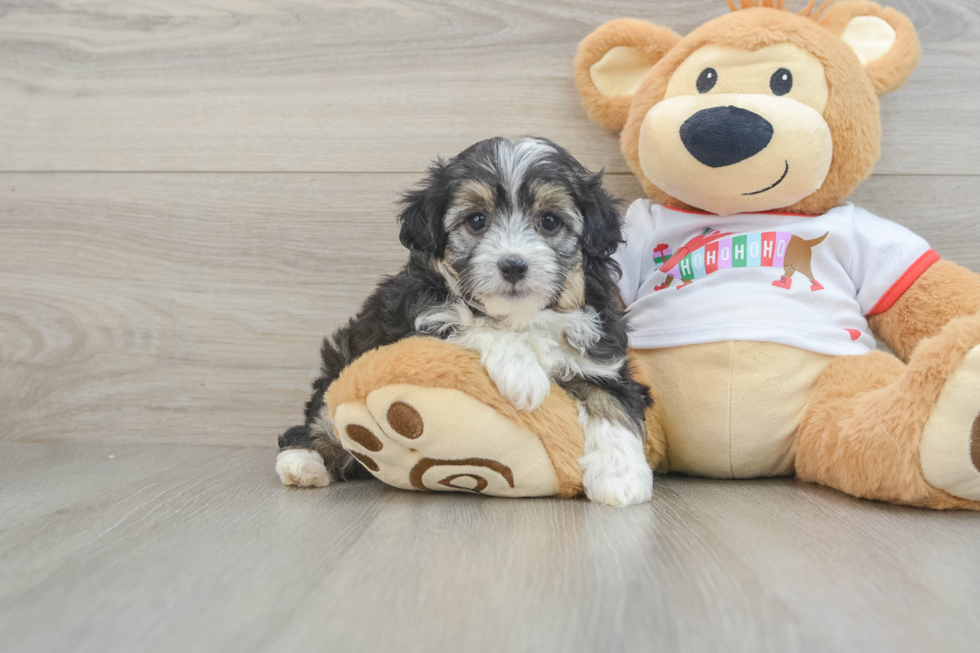 Best Mini Aussiedoodle Baby