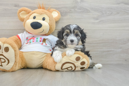 Mini Aussiedoodle Puppy for Adoption