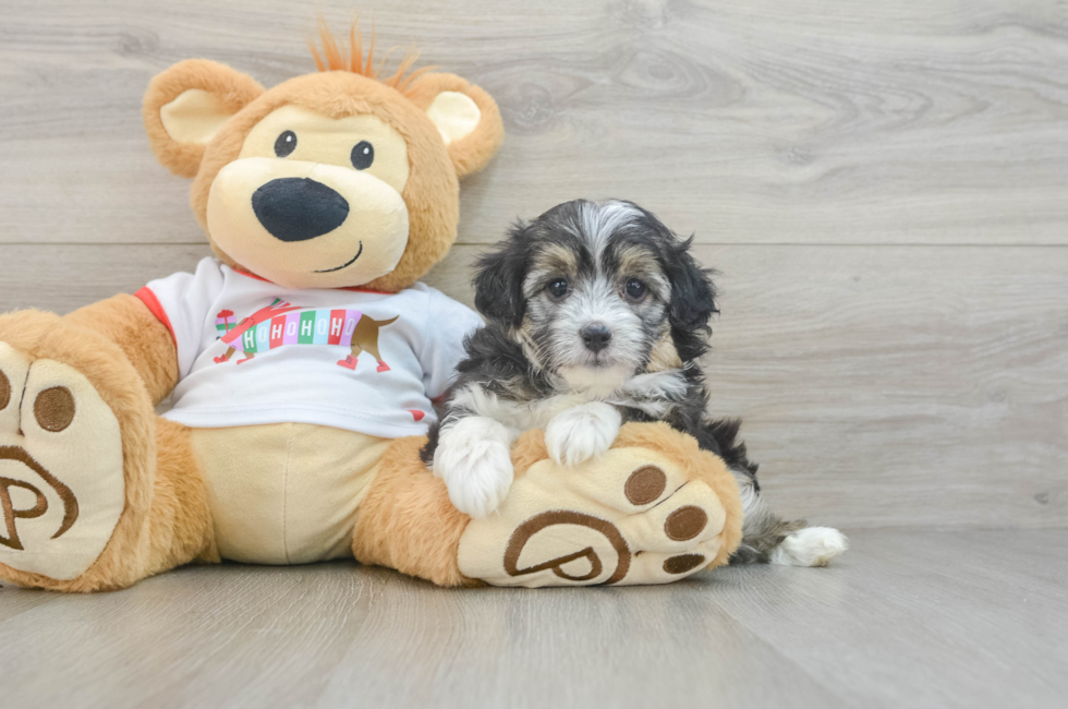 5 week old Mini Aussiedoodle Puppy For Sale - Premier Pups