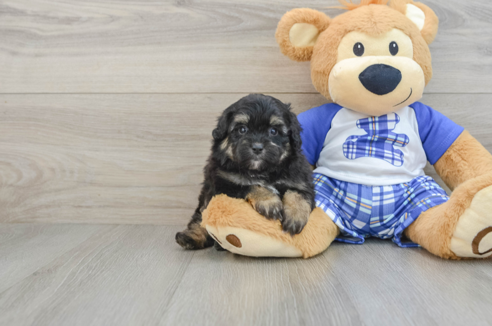 6 week old Mini Aussiedoodle Puppy For Sale - Premier Pups