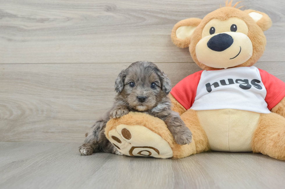 5 week old Mini Aussiedoodle Puppy For Sale - Premier Pups