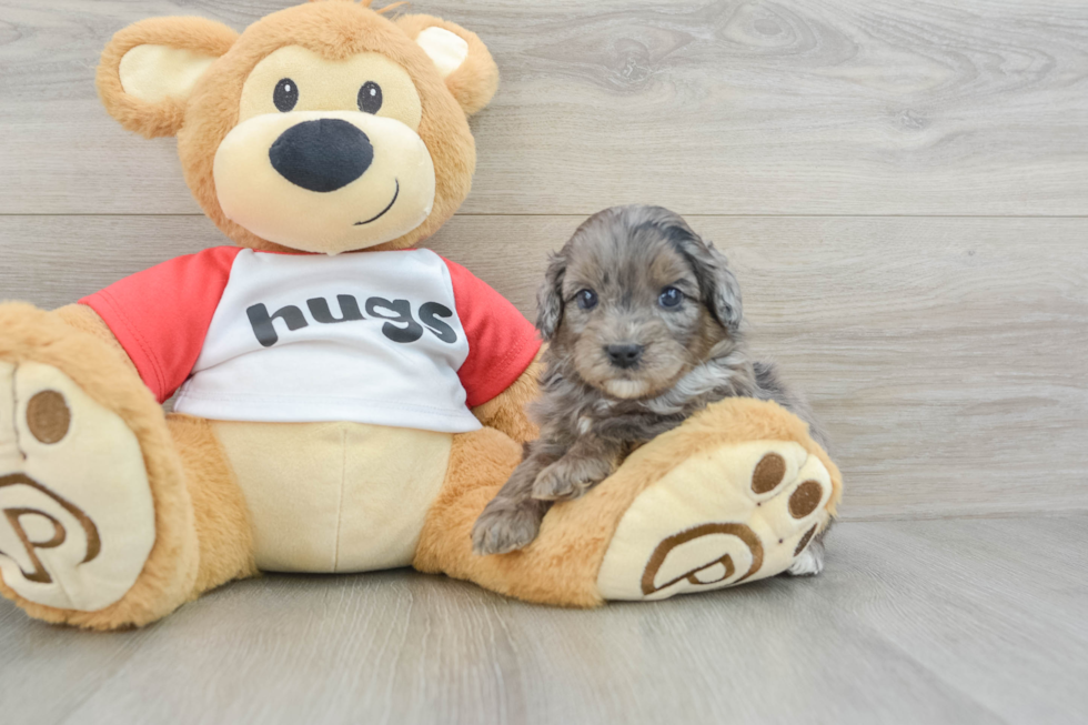 Energetic Aussie Poo Poodle Mix Puppy