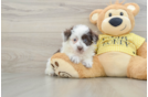 Friendly Mini Aussiedoodle Baby