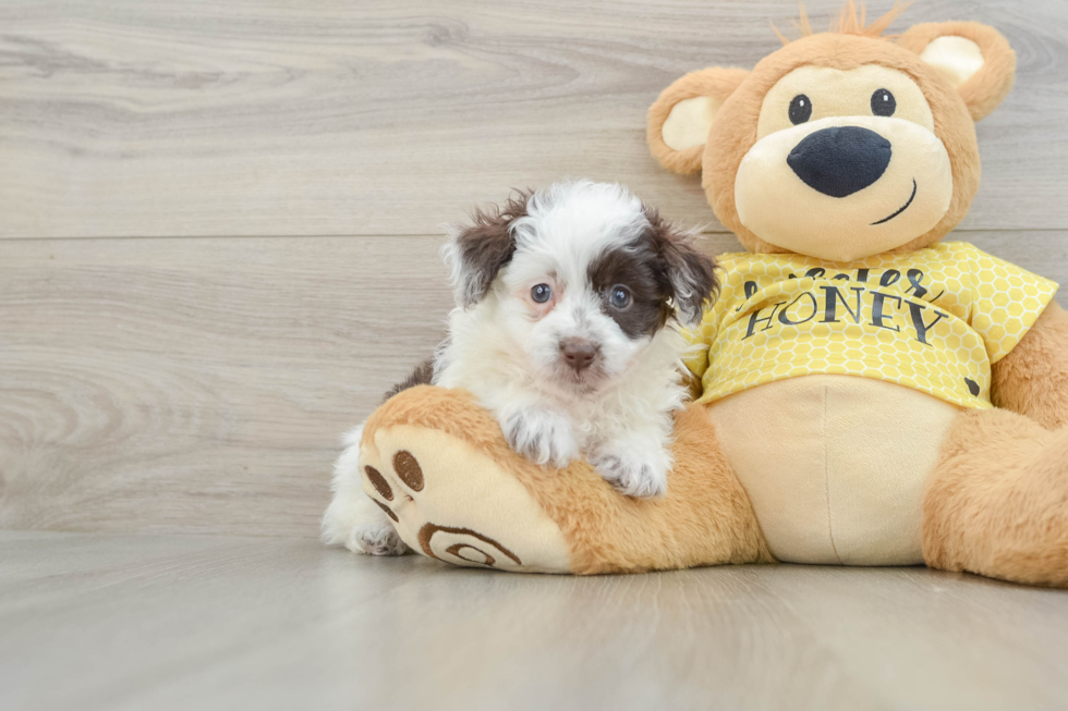 Friendly Mini Aussiedoodle Baby