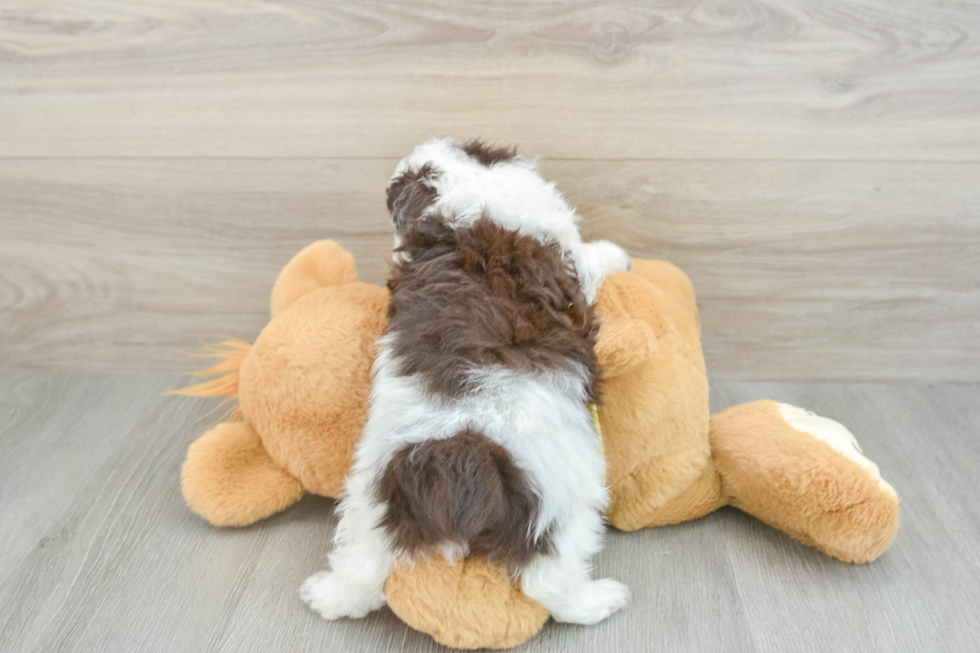 Petite Mini Aussiedoodle Poodle Mix Pup