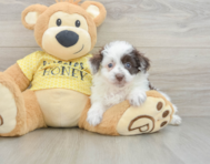 8 week old Mini Aussiedoodle Puppy For Sale - Premier Pups