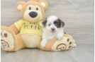 Fluffy Mini Aussiedoodle Poodle Mix Pup