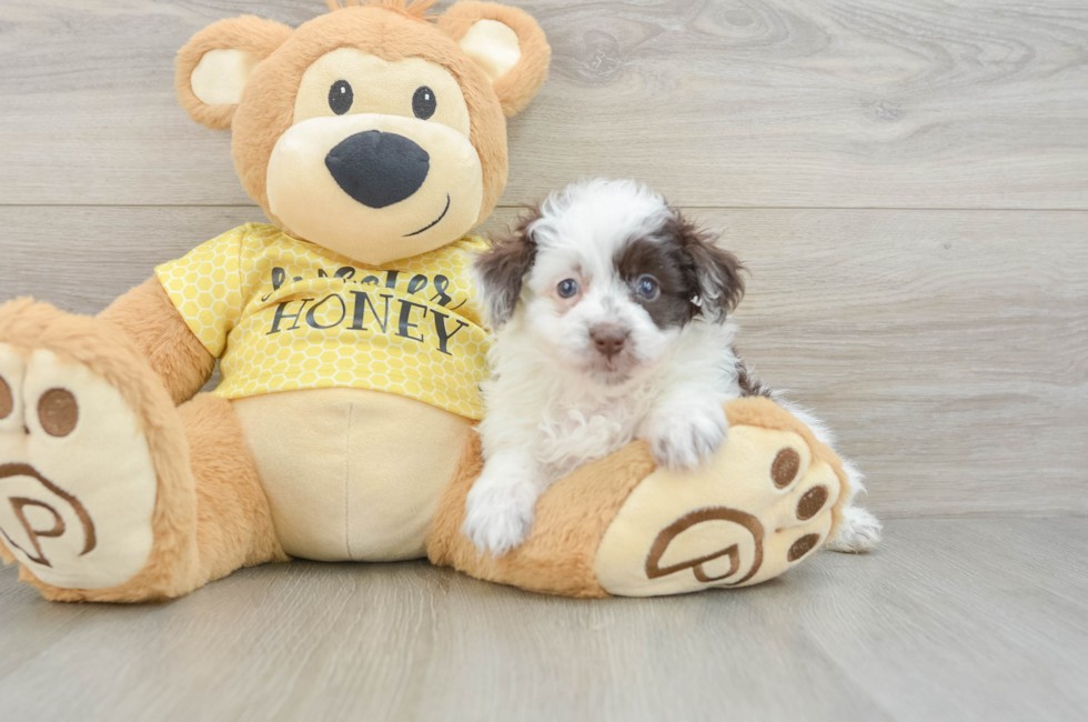 5 week old Mini Aussiedoodle Puppy For Sale - Premier Pups