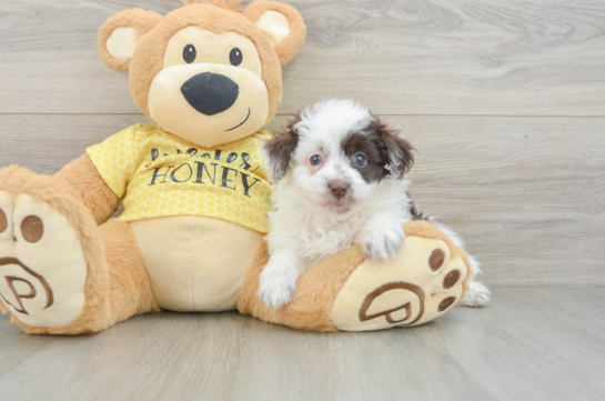 Fluffy Mini Aussiedoodle Poodle Mix Pup