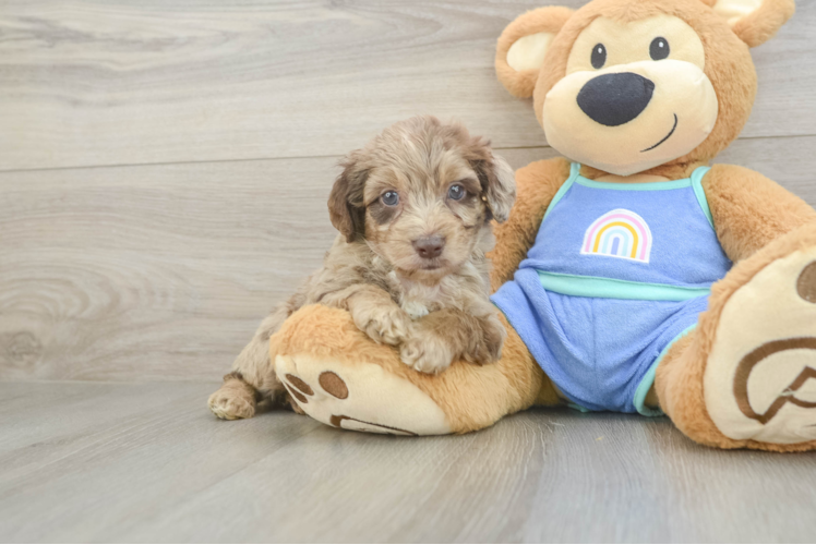 Best Mini Aussiedoodle Baby