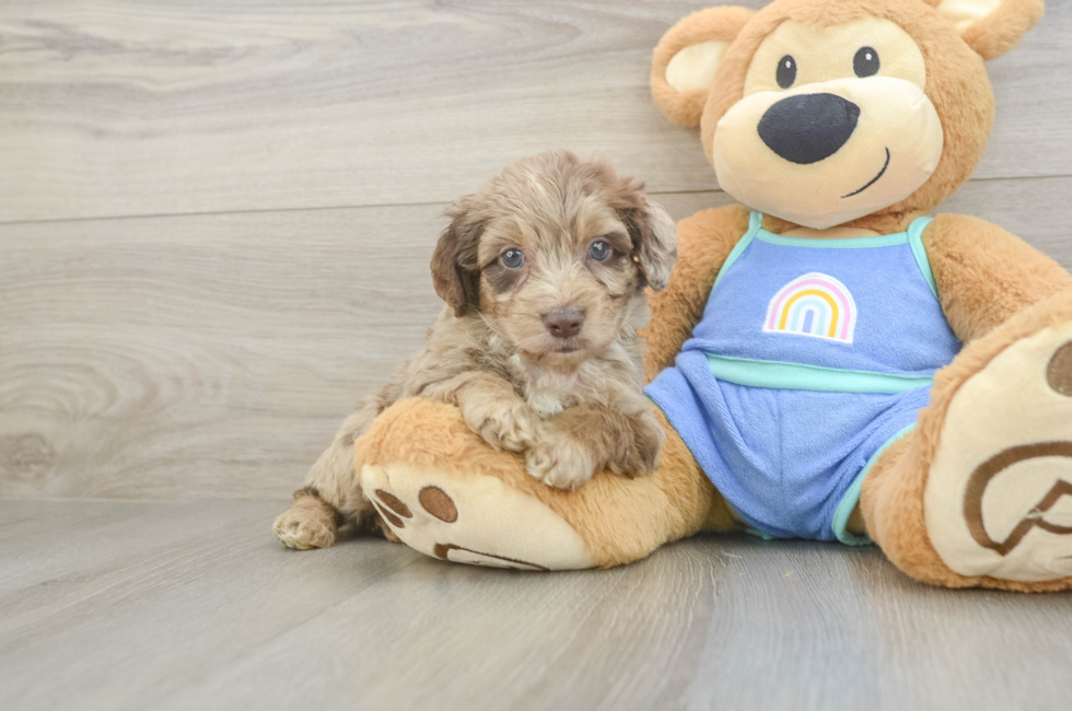 5 week old Mini Aussiedoodle Puppy For Sale - Premier Pups