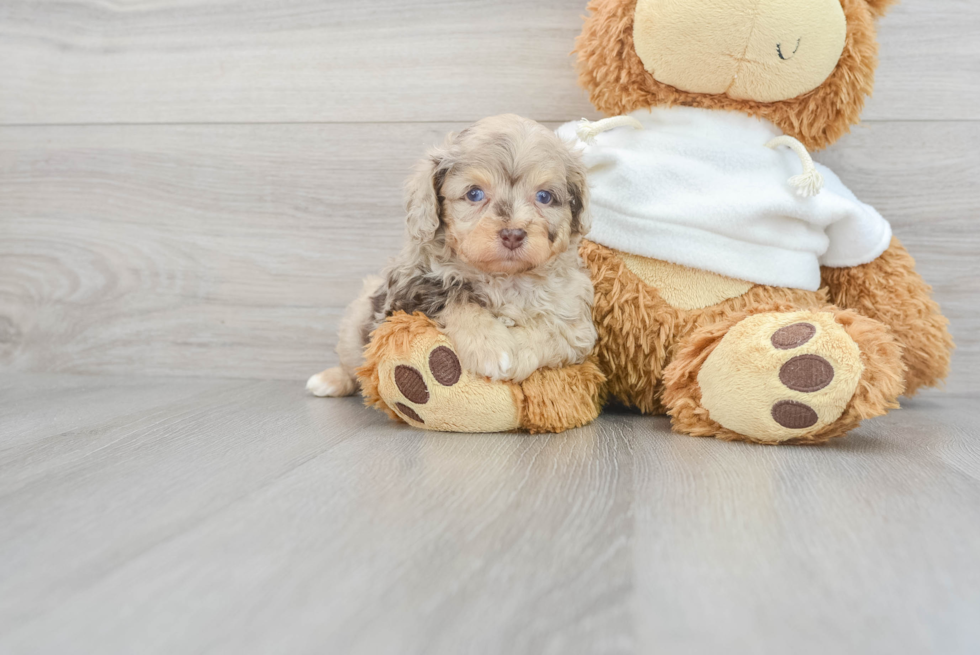 Best Mini Aussiedoodle Baby