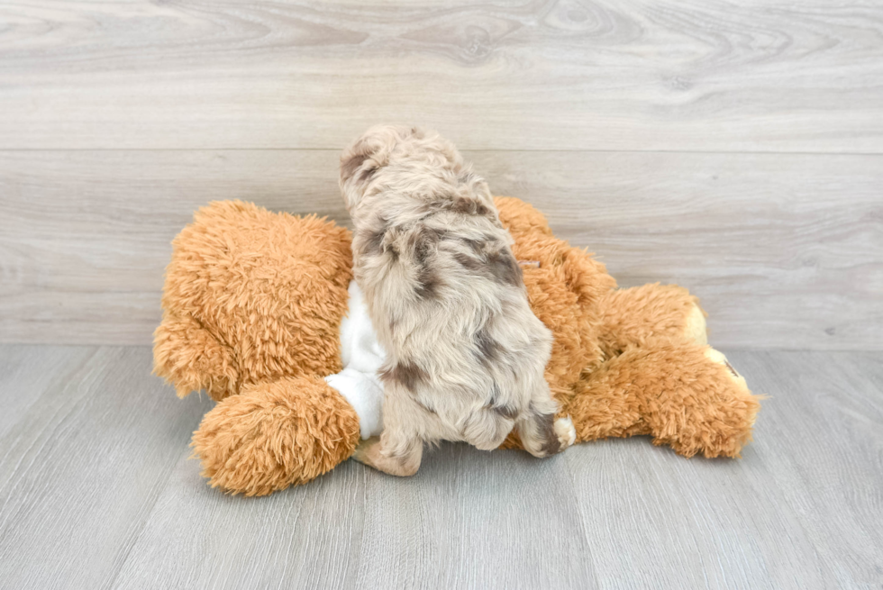 Mini Aussiedoodle Pup Being Cute