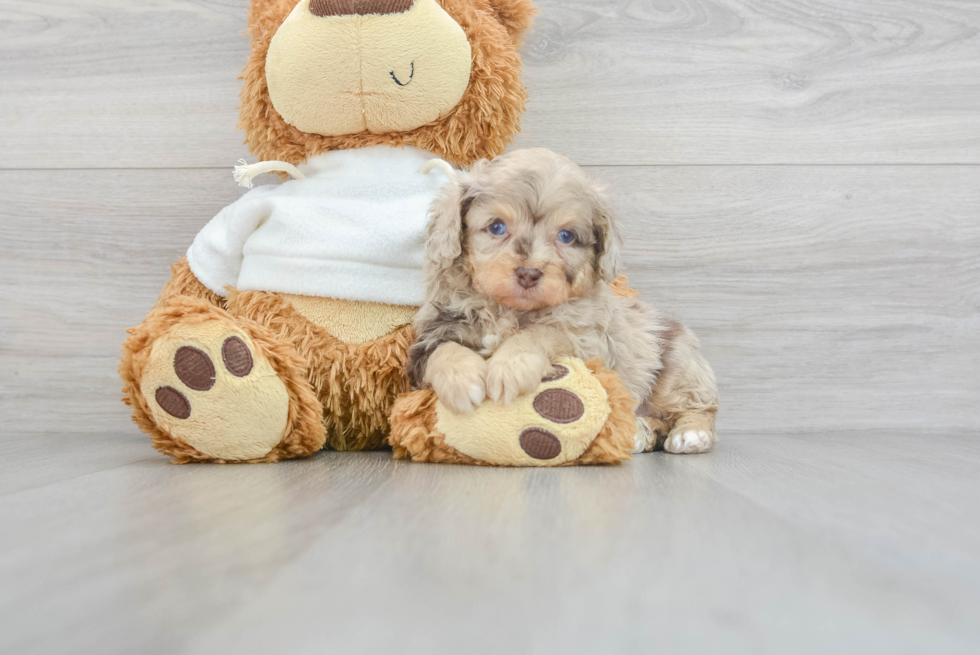 Best Mini Aussiedoodle Baby