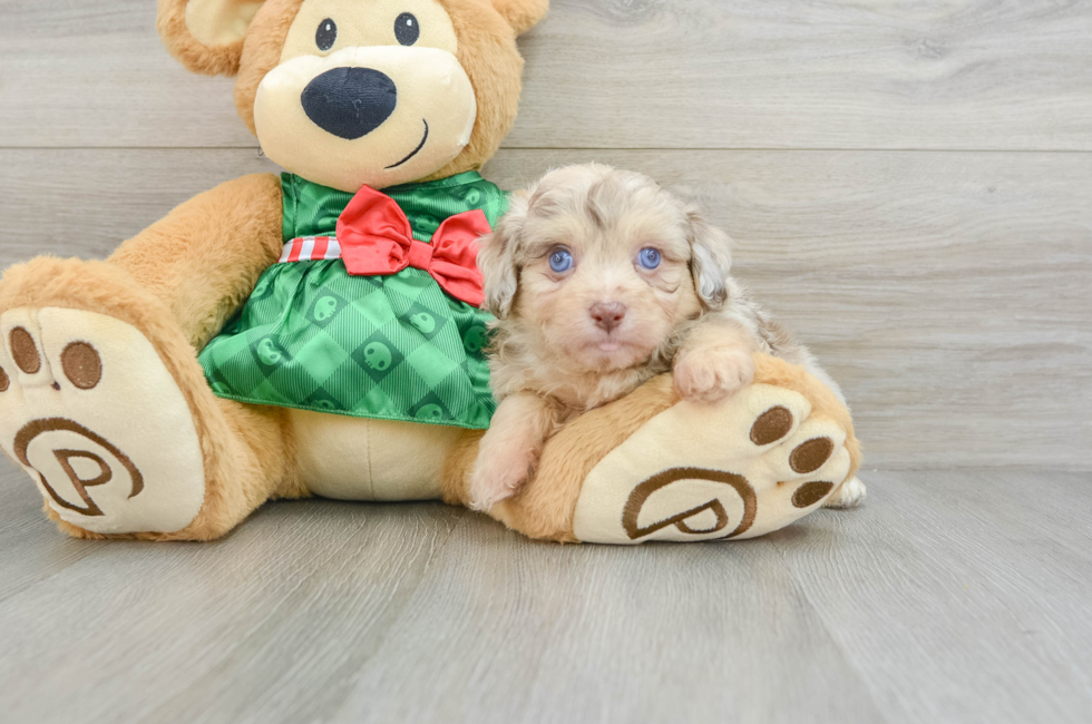 5 week old Mini Aussiedoodle Puppy For Sale - Premier Pups