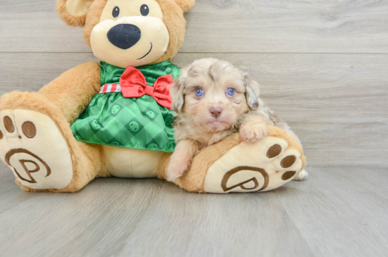 Hypoallergenic Aussiepoo Poodle Mix Puppy