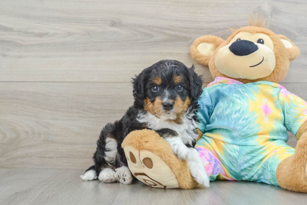 Mini Aussiedoodle Puppy for Adoption