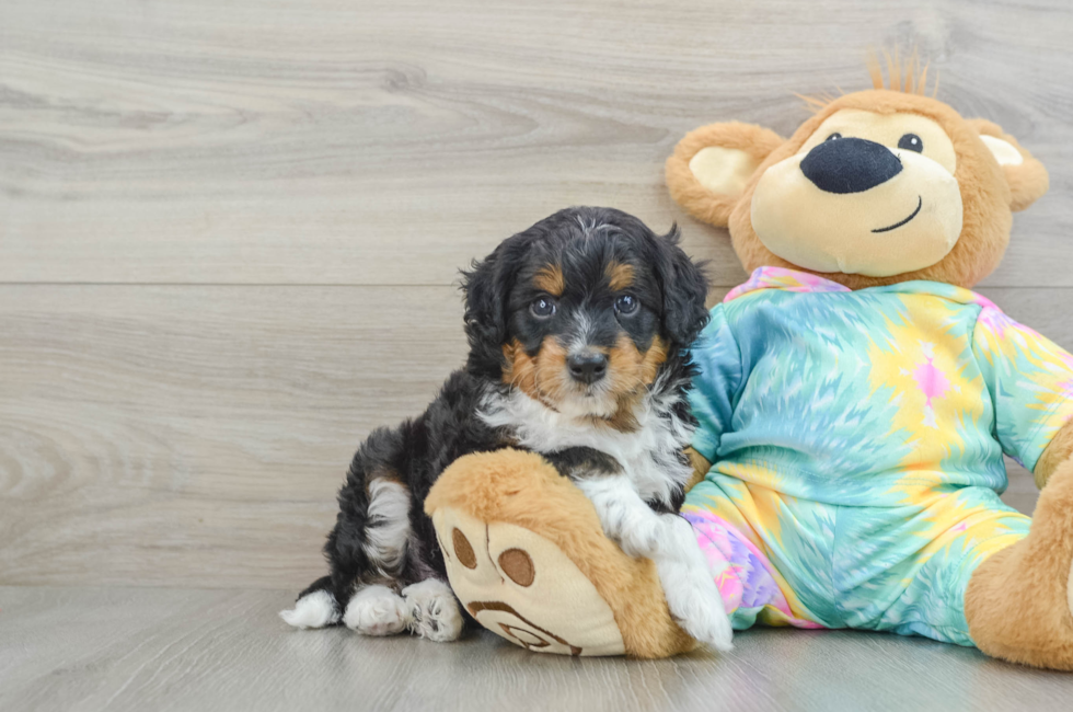 5 week old Mini Aussiedoodle Puppy For Sale - Premier Pups