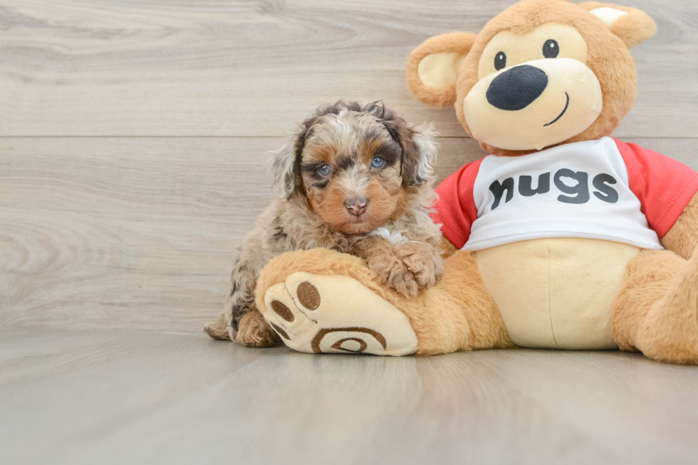 Friendly Mini Aussiedoodle Baby