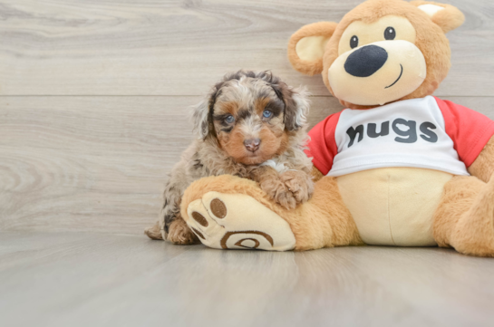 Friendly Mini Aussiedoodle Baby