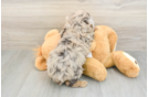 Playful Mini Aussiepoodle Poodle Mix Puppy