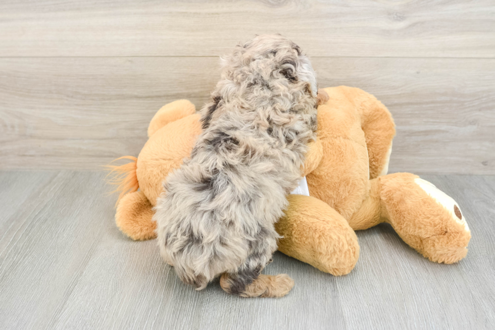 Playful Mini Aussiepoodle Poodle Mix Puppy