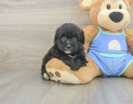 7 week old Mini Aussiedoodle Puppy For Sale - Premier Pups