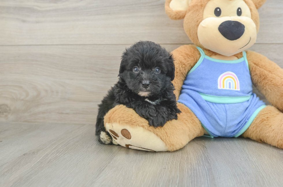5 week old Mini Aussiedoodle Puppy For Sale - Premier Pups