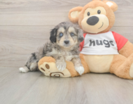 7 week old Mini Aussiedoodle Puppy For Sale - Premier Pups