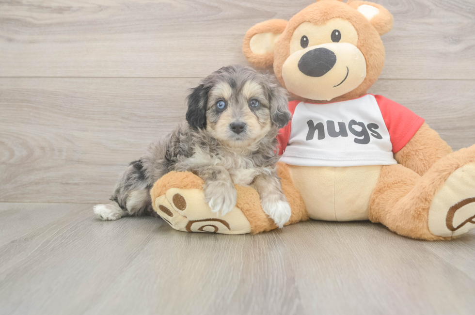 5 week old Mini Aussiedoodle Puppy For Sale - Premier Pups