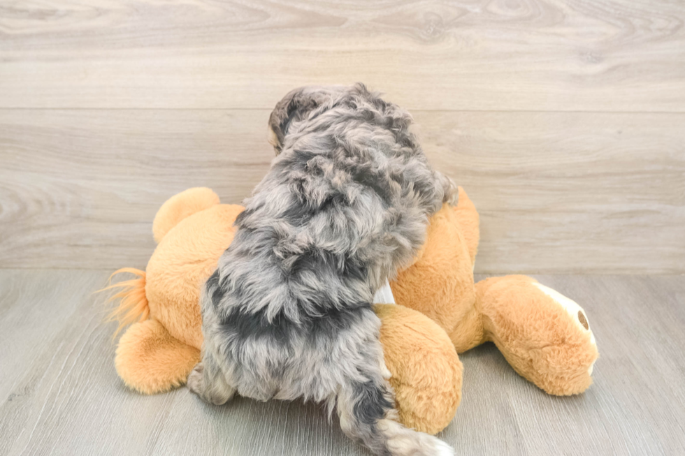 Happy Mini Aussiedoodle Baby