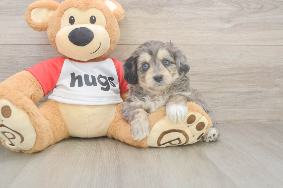 Mini Aussiedoodle Puppy for Adoption