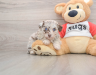 5 week old Mini Aussiedoodle Puppy For Sale - Premier Pups