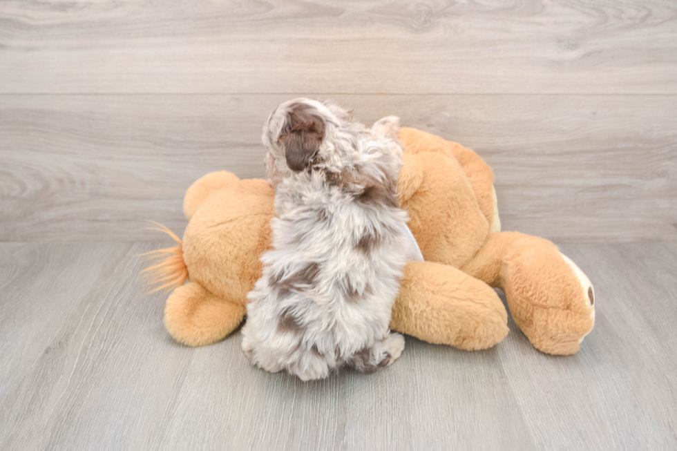 Mini Aussiedoodle Pup Being Cute